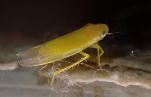 Typhlocybinae
